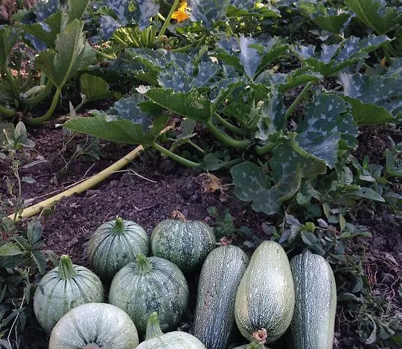 Casa Vanella Oda ve Kahvaltı 3*